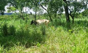 Imagem 6: Sitio 9 hectares e meia valor 295.000