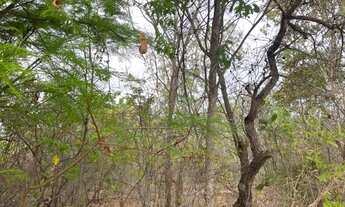 Imagem 2: Terreno 320 m² Frente vaquejada ARREIO DE OURO