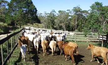 Imagem 7: Sorocaba Região Fazenda 200 Alqueires