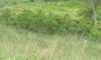 Imagem 4: Chácara 8 Alqueires Itaberaí