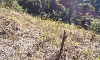 Imagem 5: Propriedade com café em Domingo Martins