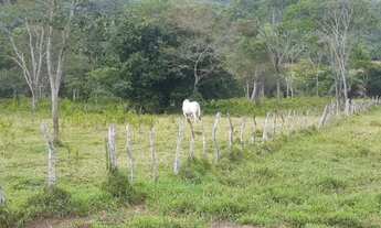 Imagem 3: CHACARA 7 ALQUEIRES