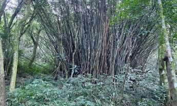 Imagem 6: Sítio Meia/ Hectare - Morro Reuter RS - proximo da tenda umbu Parcela direto