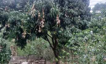 Imagem 7: Vendo chácara Chácara com venda por R$190.000