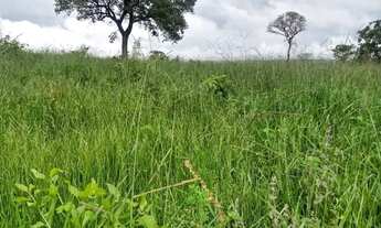 Imagem 3: Fazenda 203 Hectares/13 Divisões Pastagem/Opção Plantio Frutas,4 poços Artesiano.