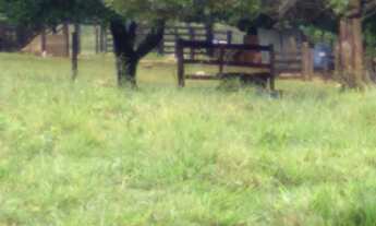 Imagem 6: Chácara 8 Alqueires Itaberaí