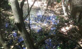 Imagem 3: Fazenda estado de Goias 50 alqueires