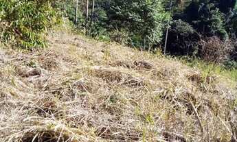 Imagem 6: Propriedade com café em Domingo Martins