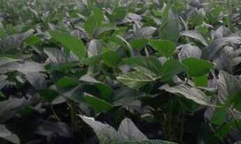 Imagem 2: Sitio em patrocinio paulista 12 alqueires 2.200.000.00