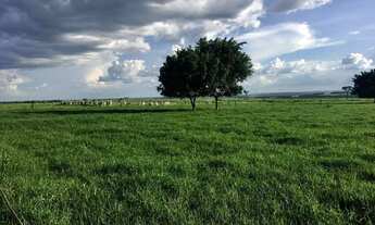 Imagem 6: Fazenda em riolandia s.p 185 alqueires 40.000.000.00 ( dud