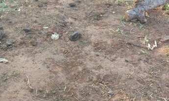 Imagem 6: 056. Chácara em Jaraguari Dupla Aptidão