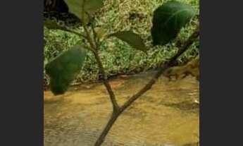 Imagem 2: Venda ou troca Chácara com venda por R$80.000