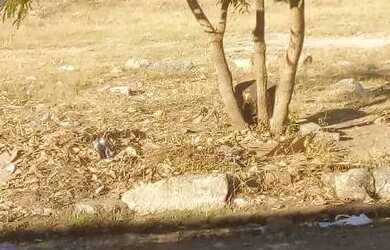 Imagem 4: Vende se Esta Casa