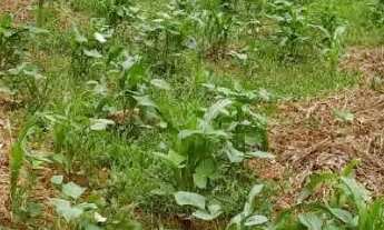 Imagem 4: Exelente lote comercial no arapoangas DF