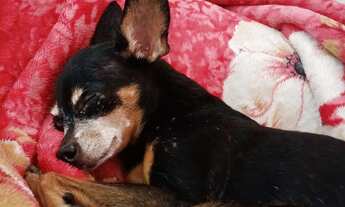 Imagem 2: PROCURA-SE KITNET OU APARTAMENTO PARA ALUGAR