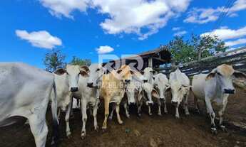 Imagem: Fazenda Perobas 52 Alqueires Araruama (RJ