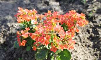 Imagem 5: Terreno à venda, 480 m² por R$ 680.000,00 - Vera Cruz - Gravataí/RS