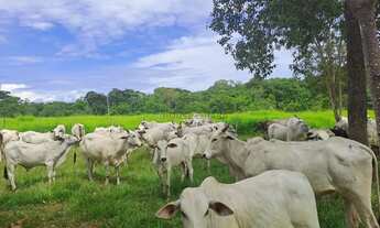 Imagem 3: Fazenda com 91 hectares banhando pelo rio Cuiabá no Município da cidade de Acori