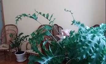 Imagem 6: Apartamento para venda com 2 quartos em Campo Grande - Santos - SP