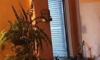 Imagem 3: Sobrado com 3 dormitórios - 2 banheiros - quintal - 2 vagas de garagem - R$ 560.000,00 - J