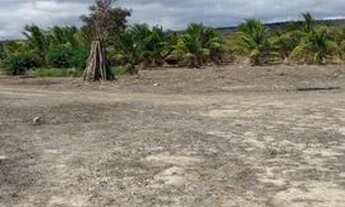 Imagem 6: Plantação Coco e limão Taiti