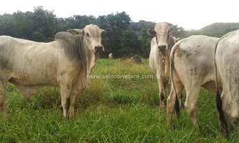 Imagem 4: Excelente Fazenda no Municipio de Cáceres -MT