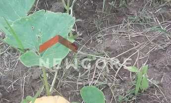 Imagem 4: Chácara em Praça Dom Carlos Carmelo Vasconcelos Motta - Bom Retiro - São José dos Campos/S