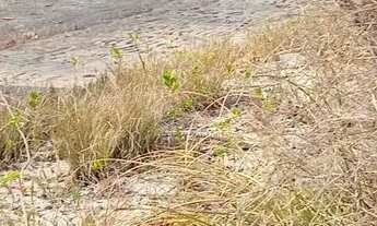 Imagem 5: Terreno praia do cajueiro