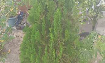 Imagem 6: Casa no interior