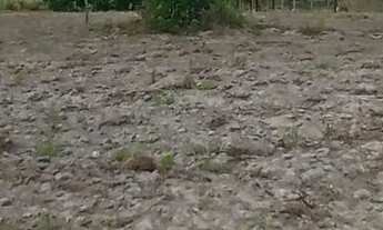 Imagem 4: Terreno no povoado coité