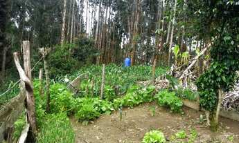 Imagem 4: Vendo Fazenda em vagem alta