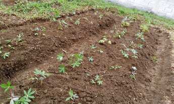 Imagem 7: Terreno no Jardim Silveira - Marsilac