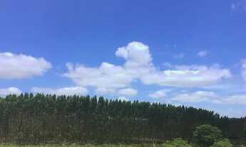 Imagem 4: Fazenda a venda 275ha em São Sebastião do Passé - Bahia