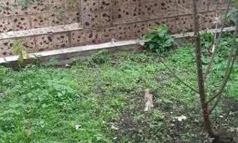 Imagem 7: Casa à venda, 3 quartos, 2 vagas, VILA DIVINA PASTORA - São Paulo/SP