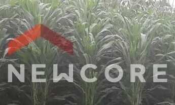 Imagem 5: Chácara em Praça Dom Carlos Carmelo Vasconcelos Motta - Bom Retiro - São José dos Campos/S