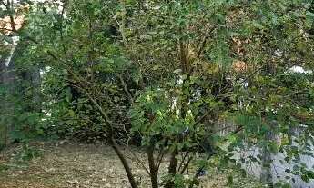 Imagem 3: Terreno no Real Park