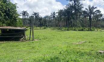 Imagem 3: Vendo sítio 600.000