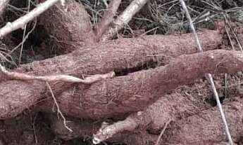 Imagem 3: Vendo chácara Chácara com venda por R$400.000