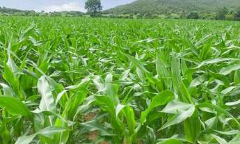 Imagem 5: Fazenda produtiva 116 halqueires Região do Faina Go