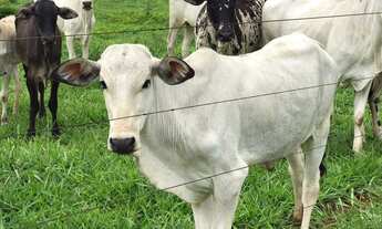 Imagem 3: Fazenda em Monte do Carmo