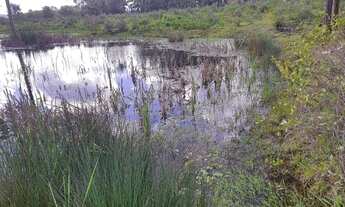 Imagem 4: R- 548 Vendo Belíssima propriedade de 18,5 hectares na região de Pelotas