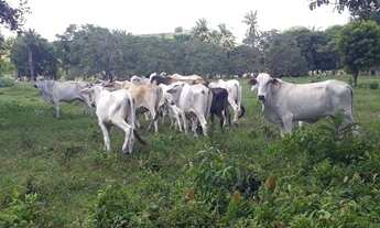 Imagem 3: ® FAZENDA MARAVILHOSA EM BAIXO GUANDU