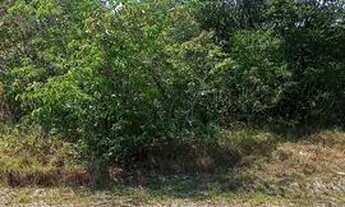 Imagem 5: Vendo este lote 10x29 no KL-32 na estrada de Manacapuru