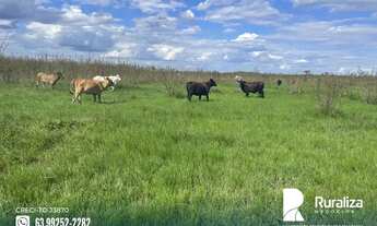 Imagem 6: Terras de cultura, Inajá e Sapucaia