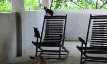 Imagem 7: Vendo sítio muito frutífero em quipapá Pernambuco, casa enorm