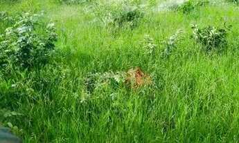 Imagem 7: Fazenda com 1016 Hectares, município de Guiratinga- MT