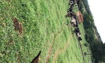 Imagem 7: Fazenda de 37 alqueires em - Caiapônia -GO