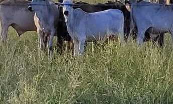 Imagem 3: FAZENDA EM RAFAEL JAMBEIRO - 900 TAREFAS