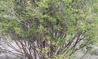 Imagem 6: Chácara em condomínio fechado em Brumadinho 4000 metros quadrados