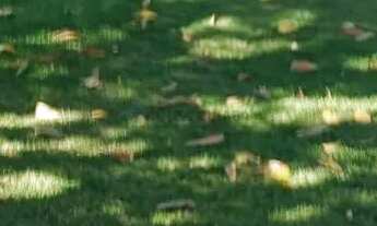 Imagem 3: Fazenda de 430 hectares sendo 85% toda aberta com excelente localização na regiã